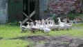 Flock of the gooses on poultry farm HD Footage