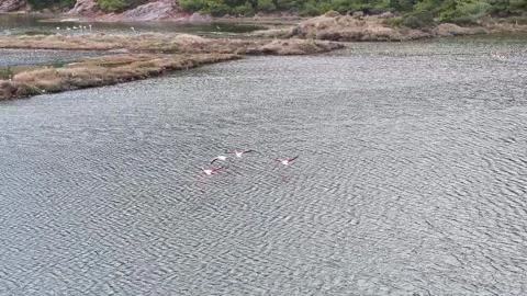 A flock of graceful flamingos grazes peacefully in a calm wetland setting Stock Footage 323762953