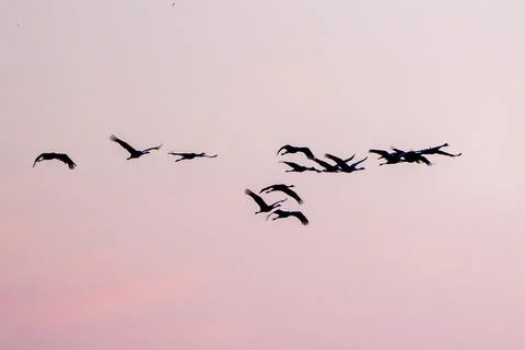 Flock Of Gray Cranes Flying Stock Photos