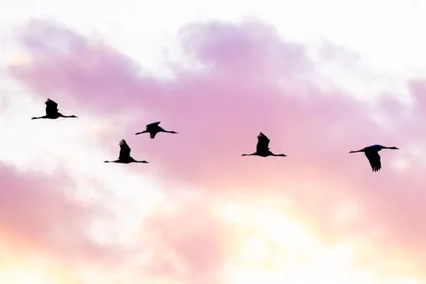 Flock Of Gray Cranes Flying Foto stock