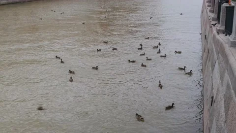 A flock of gray ducks and ducklings floating on the water in search of food Stock Footage 160986462