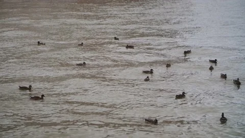 A flock of gray ducks and ducklings floating on the water in search of food Stock Footage 160986554
