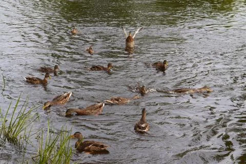 A flock of gray ducks in the middle of a pond with reeds Foto stock
