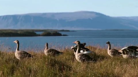 A flock of gray geese on the background of the landscape of Iceland. Andreev. Video stock 77971011