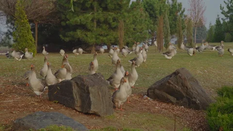 A flock of gray geese stands in a clearing in the park and basks in the rays of Stock Footage 182092492