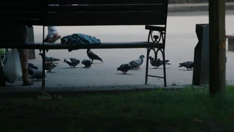 A flock of gray pigeons eat bread crumbs or grain on the ground near a bench in Vidéo 228236382