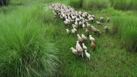 Flock of grazing sheep Stockbeeldmateriaal 311608074