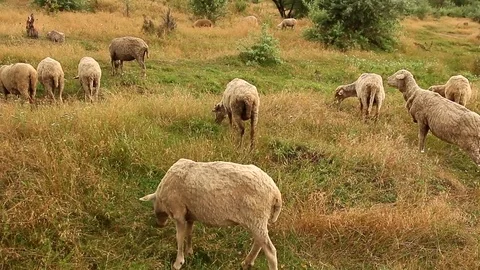 Flock Of Grazing Sheep In Natural Environment Stock Footage 72979738