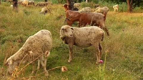 Flock Of Grazing Sheep In Natural Environment Stock Footage 72979739