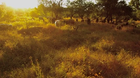 Flock Of Grazing Sheep In Sunlight Stock Footage 73002754