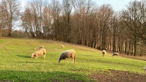 A flock of grazing white sheep Video stock 310856914