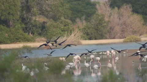 Flock of Great Cormorants in flight Stock Footage 170555237