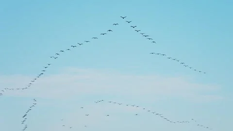 A  flock of Great Cormorants flight 動画素材 344953933