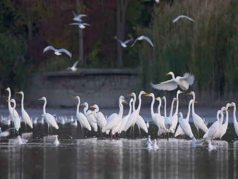 Flock of great egrets (Ardea alba) in lake Stock Footage 81356976