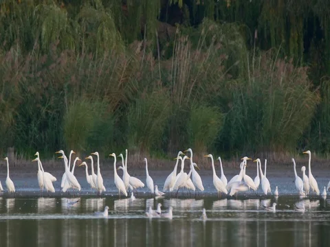 Flock of great egrets (Ardea alba) in lake Stock Footage 81357173