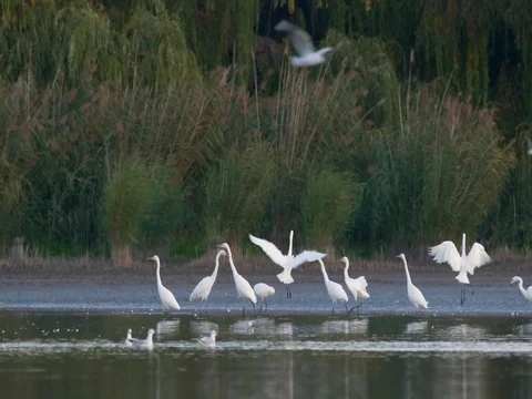 Flock of great egrets (Ardea alba) in lake 스톡 동영상 81357233