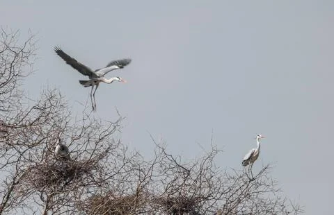 A flock of Great White Egrets nesting on a tree in the steppe Foto stock