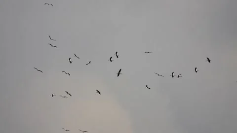 A flock of great white storks flies across the sky. Stock Footage 166000039