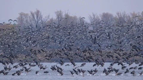 Flock of greater white-fronted geese (Anser albifrons) flying over lake Video stock 101668250