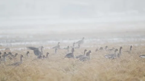 A flock of greater white-fronted geese in a blizzard (slow motion) Stock Footage 332548239