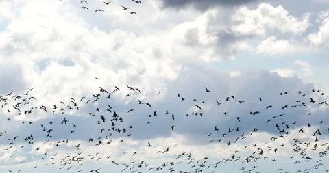 Flock of greater white-fronted goose flying on the white cloudy sky Vídeos de archivo 219630167