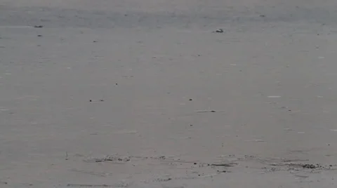 Flock of grebes Stock Footage 1098417