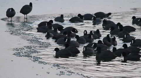 Flock of grebes Stock Footage 2740303