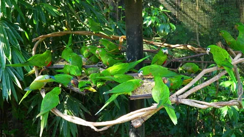 Flock of green parakeets eating seeds at a bird park in Brazil Видео 343695089
