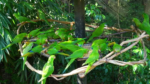 Flock of green parakeets feeding at a bird park in Brazil Видео 343695101