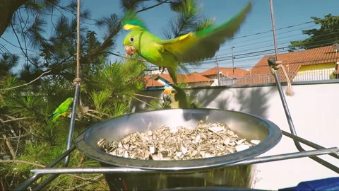 Flock of green parakeets flying over the bowl of sunflower seeds Stock Footage 157440646