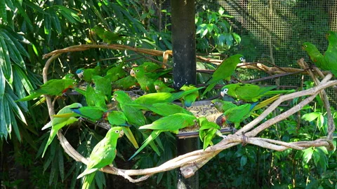 Flock of green parrots eating from a feeder in a bird park in Brazil 動画素材 343695170