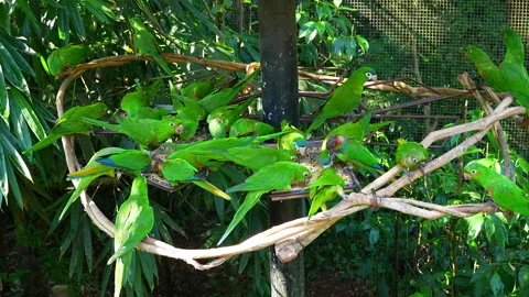 Flock of green parrots feeding on a platform in a bird park in Brazil Stockbeeldmateriaal 343695179
