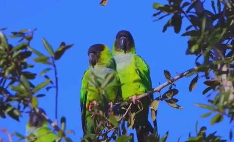 Flock of Green Parrots Perched on Tree Branches Against Blue Sky 4K Stock Footage 331861898