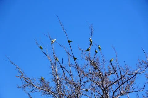 A flock of green parrots on the tree in Florida, U.S.A 스톡 사진