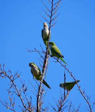 A flock of green parrots on the tree Stock Photos