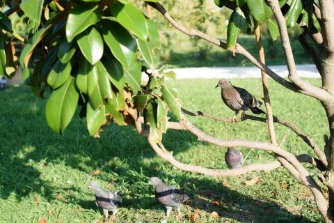 Flock of grey doves sitting on branches of planted ficus Stock Photos