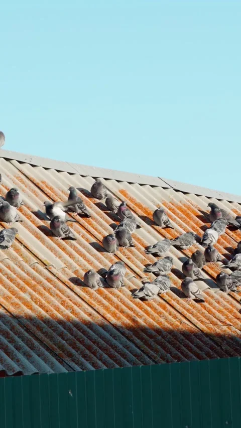 A flock of grey pigeons basks in the sun on the old slate roof of the house. Stock Footage 317943106
