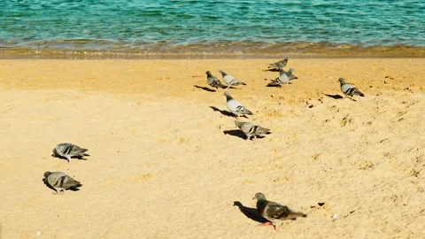A flock of grey pigeons is feeding on a sandy beach by the sea. Video stock 330061968