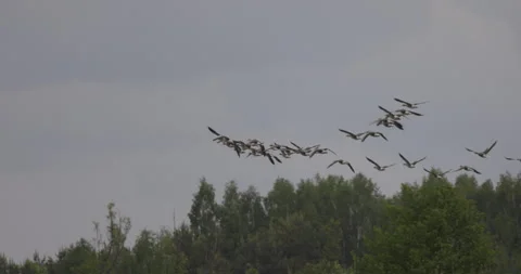 Flock of greylag geese in flight, 4K slow motion Stock Footage 310013118