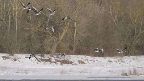 A flock of greylag geese in flight Stock Footage 328248995