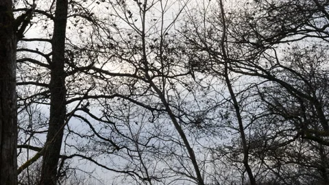 Flock Group of Birds Moving Between Tree Top, Silhouette Low Angle 動画素材 170479544