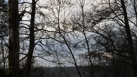 Flock Group of Birds Moving Between Tree Top, Tilt Up Stock Footage 170479620