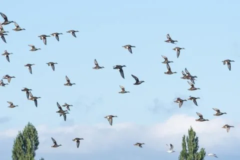 Flock of a group of geese Stock Photos