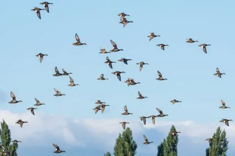 Flock of a group of geese Stock Photos