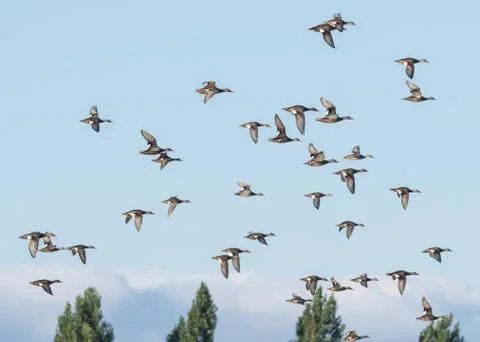 Flock of a group of geese Stock Photos