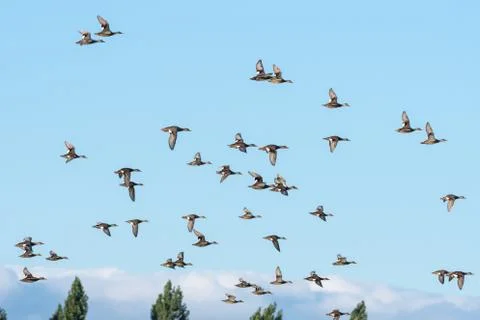 Flock of a group of geese Stock Photos