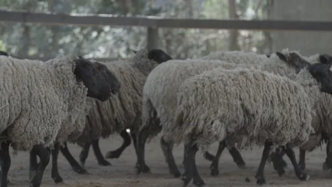 A flock group of sheeps with wool running in slow motion farm Stock Footage 100774815