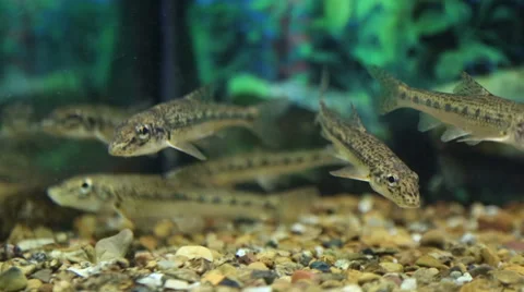 Flock of gudgeons under water Stock Footage 33986967