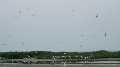 Flock Of Gull Flying Over The Coast Stock-Footage 56695792