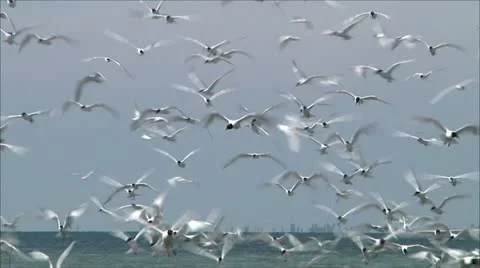 Flock of gulls 23 Stock Footage 11190062